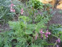 Srdcovka zdobná (Dicentra formosa)