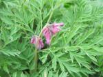 Srdcovka zdobná (Dicentra formosa)