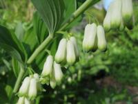 Kokořík mnohokvětý (Polygonatum multiflorum)