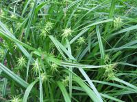 Ostřice Grayova (Carex grayi)