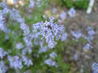 Mařinka východní (Asperula orientalis)