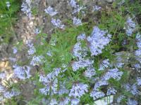 Mařinka východní (Asperula orientalis)