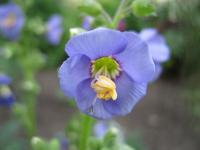 Jirnice modrá (Polemonium caeruleum)