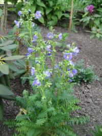 Jirnice modrá (Polemonium caeruleum)