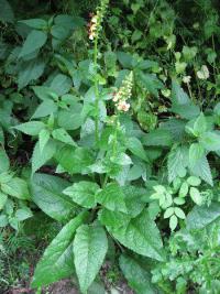 Divizna černá (Verbascum nigrum)