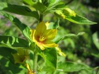 Vrbina tečkovaná (Lysimachia punctata)