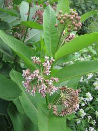 Klejicha hedvábná (Asclepias syriaca)