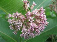 Klejicha hedvábná (Asclepias syriaca)