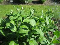 Klejicha hedvábná (Asclepias syriaca)
