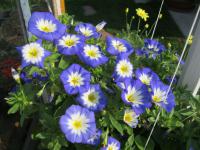 Svlačec trojbarevný (Convolvulus tricolor)