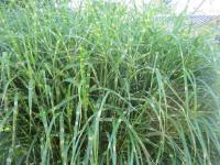 Ozdobnice čínská (Miscanthus sinensis)