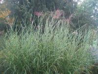 Ozdobnice čínská (Miscanthus sinensis)