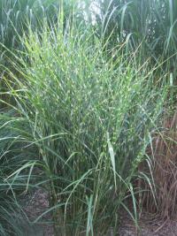 Ozdobnice čínská (Miscanthus sinensis)