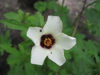 Ibišek trojdílný (Hibiscus trionum)