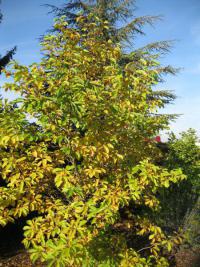 Šácholan Soulangeův - podzimní habitus