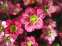 Lomikámen Arendsův (Saxifraga x arendsii) Lomikámen Arendsův (Saxifraga x arendsii)