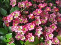 Lomikámen Arendsův (Saxifraga x arendsii) Lomikámen Arendsův (Saxifraga x arendsii)