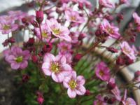 Lomikámen Arendsův (Saxifraga x arendsii) Lomikámen Arendsův (Saxifraga x arendsii)