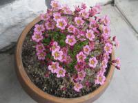 Lomikámen Arendsův (Saxifraga x arendsii) Lomikámen Arendsův (Saxifraga x arendsii)