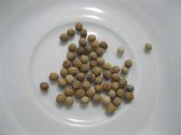 Pryšec vroubený (Euphorbia marginata)