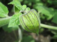 Physalis peruviana - mochyně peruánská
