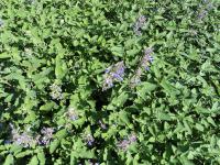Šanta hroznovitá (Nepeta racemosa)