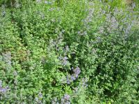 Šanta hroznovitá (Nepeta racemosa)