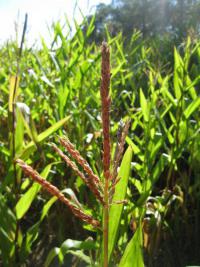 Kukuřice setá (Zea mays)