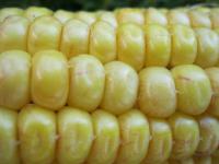 Kukuřice setá (Zea mays)