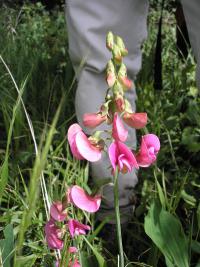 Hrachor širolistý (Lathyrus latifolius)