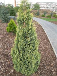 Cypřišek Lawsonův 'Yellow Transparent' (Chamaecyparis lawsoniana)