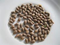 Cypřišek Lawsonův (Chamaecyparis lawsoniana)