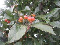 Hloh kožolistý (Crataegus x lavallei)