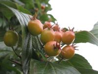 Hloh kožolistý (Crataegus x lavallei)