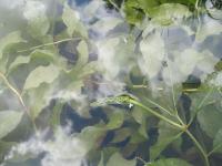 Rdest světlý (Potamogeton lucens)