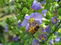 Jirnice modrá (Polemonium caeruleum)