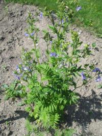 Jirnice modrá (Polemonium caeruleum)