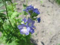 Jirnice modrá (Polemonium caeruleum)