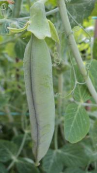 Hrách setý dřeňový (Pisum sativum convar medullare)