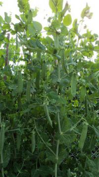 Hrách setý dřeňový (Pisum sativum convar medullare)