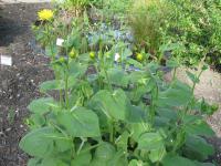 Kamzičník rakouský (Doronicum austriacum)