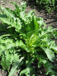 Štětka soukenická (Dipsacus sativus)