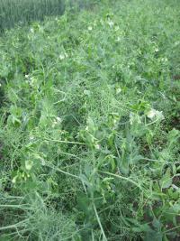 Hrách setý polní (Pisum sativum convar sativum)