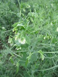 Hrách setý polní (Pisum sativum convar sativum)