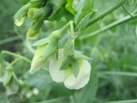 Hrách setý polní (Pisum sativum convar sativum)