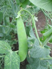 Hrách setý polní (Pisum sativum convar sativum)