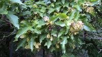 Javor tatarský (Acer tataricum)