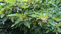 Javor tatarský (Acer tataricum)