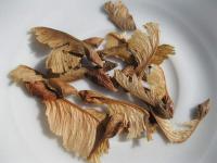 Javor tatarský (Acer tataricum)