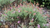 Vřesovec čtyřřadý (Erica tetralix) Vřesovec čtyřřadý (Erica tetralix)
